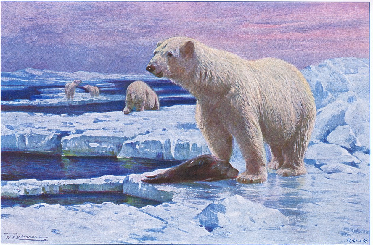 Polar Bear，来自Frederick Warne＆Co出版的“世界野生动物”，c.1900 作者 威廉·库纳特