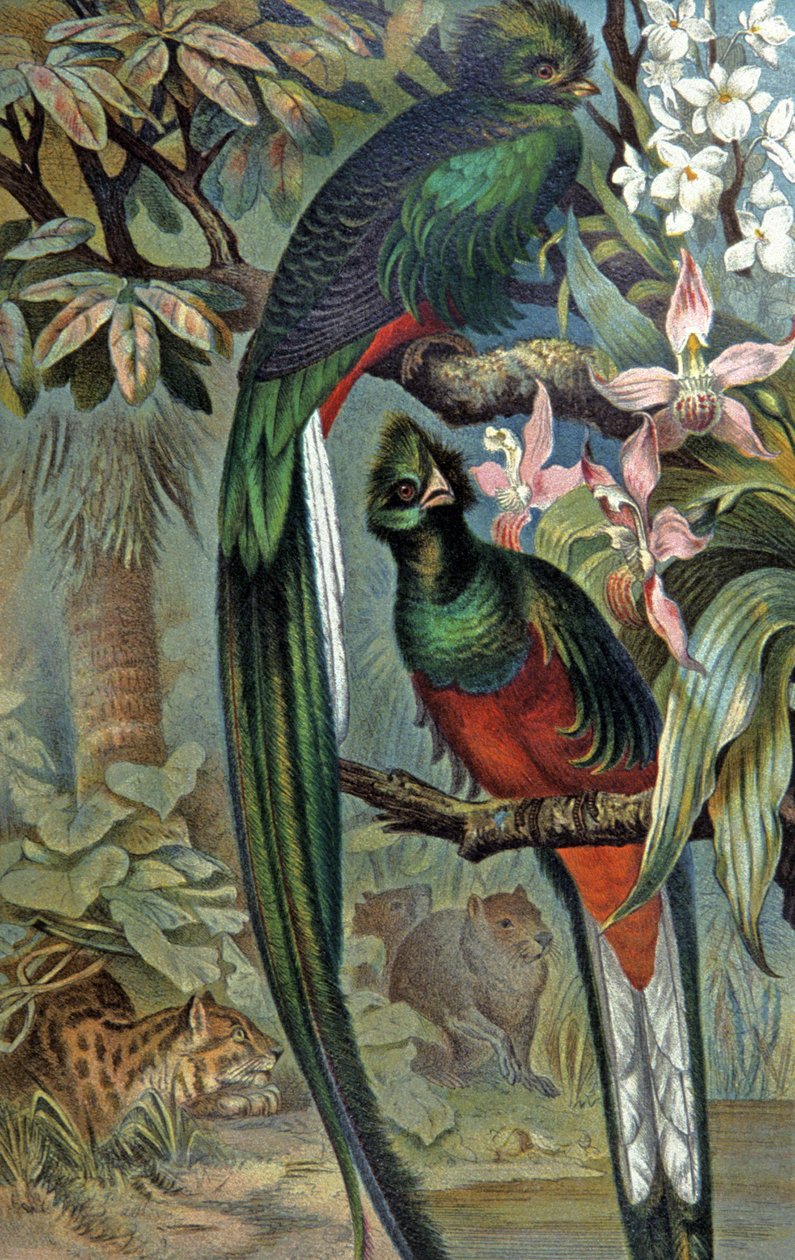 辉煌的绿咬鹃，c.1910（插图） 作者 威廉·库纳特