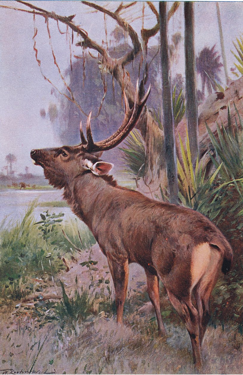 Sambar，来自Frederick Warne＆Co出版的“世界野生动物”，c.1900 作者 威廉·库纳特