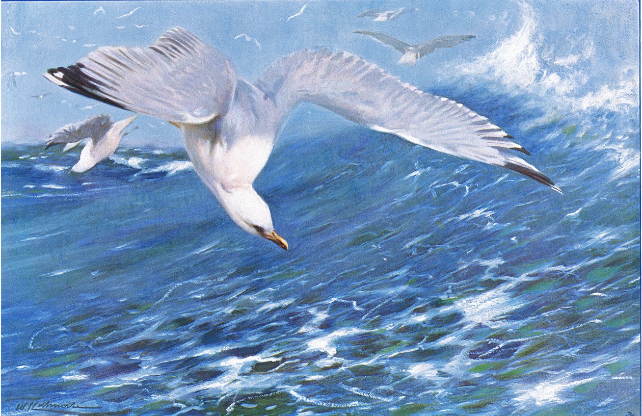 Silver Gull，来自Frederick Warne＆Co出版的“世界野生动物”，c.1900 作者 威廉·库纳特