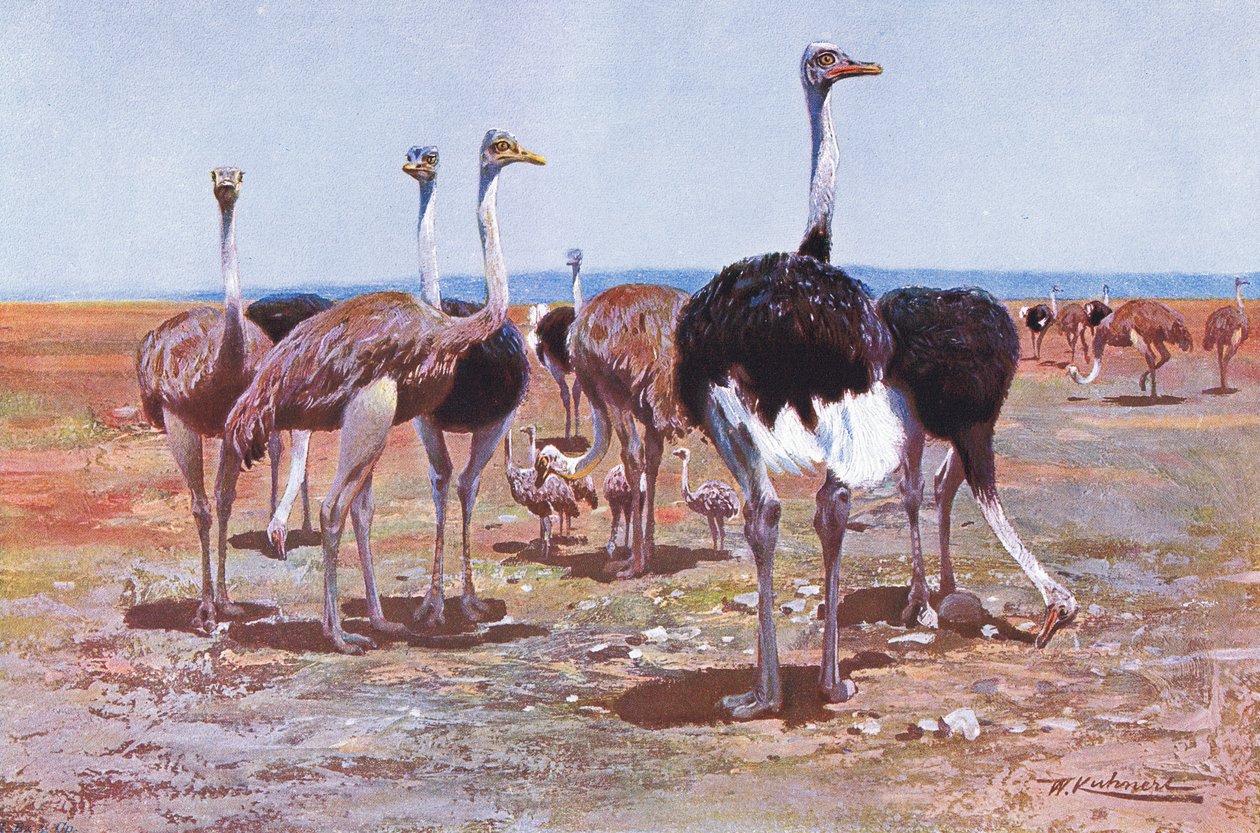 索马里鸵鸟，来自世界野生动物的插图，c.1910 作者 威廉·库纳特