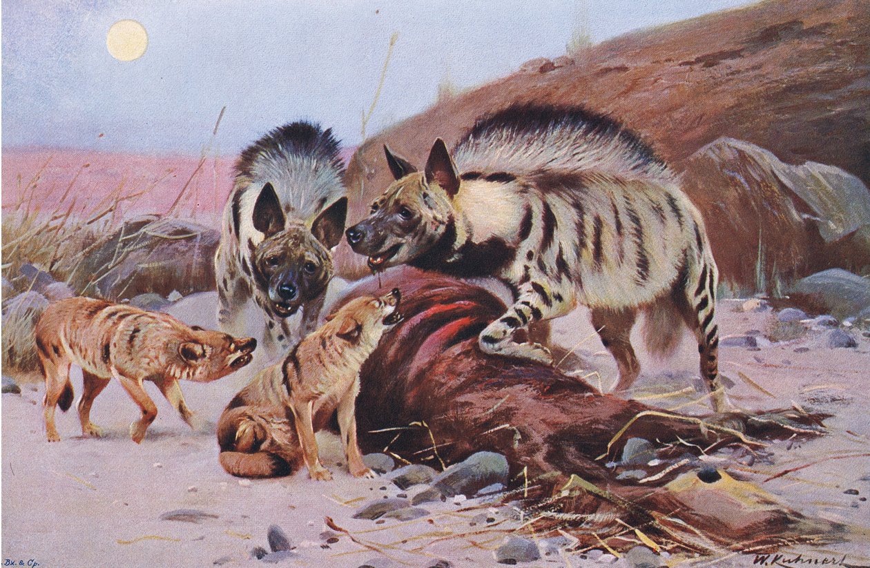 来自Frederick Warne＆Co出版的来自世界野生动物的条纹鬣狗和豺狼，c.1900 作者 威廉·库纳特