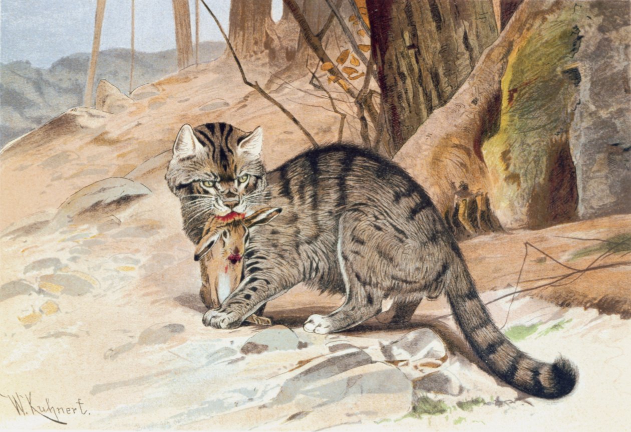 野猫，《 Brehms Tierleben：Allgemeine Kunde des Tierreichs》的书，第1卷，第418页，由Bibliographisches Institut出版 作者 威廉·库纳特