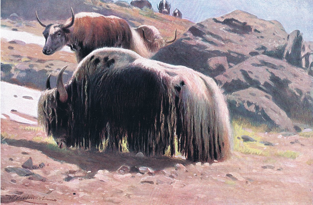 牦牛，来自Frederick Warne＆Co出版的“世界野生动物”，c.1900 作者 威廉·库纳特