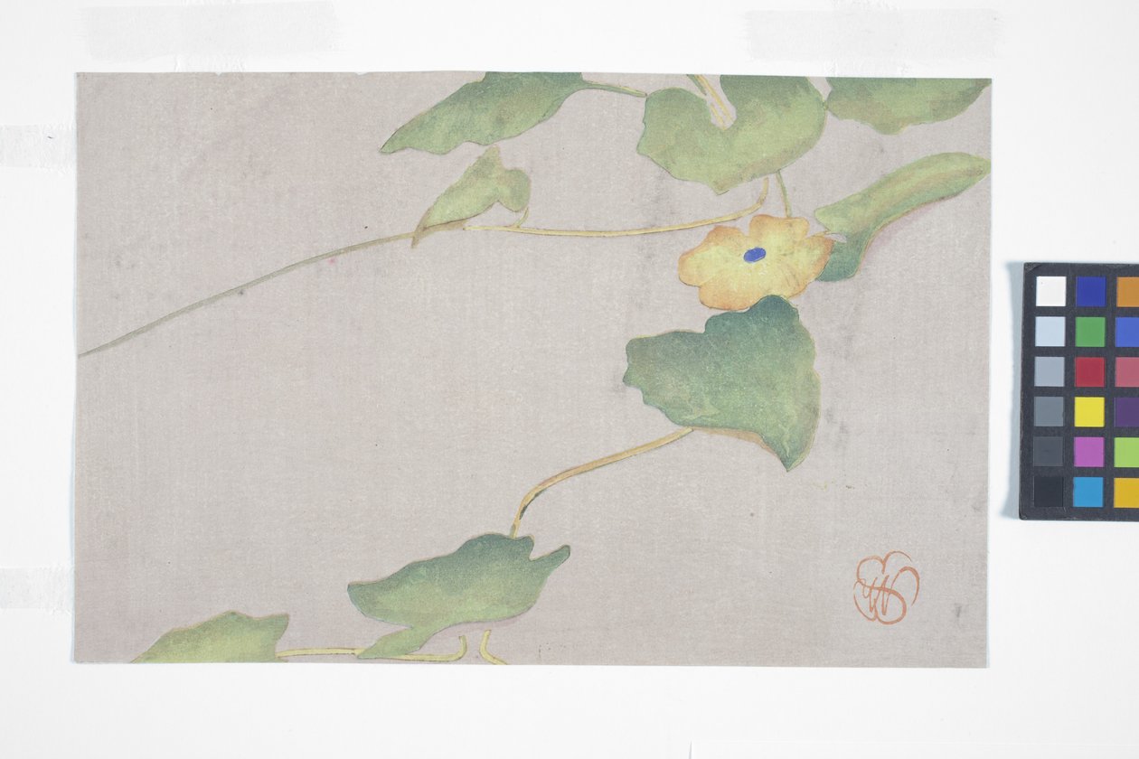 花卉研究，c.1908（彩色木版画） 作者 威廉明娜西格米勒