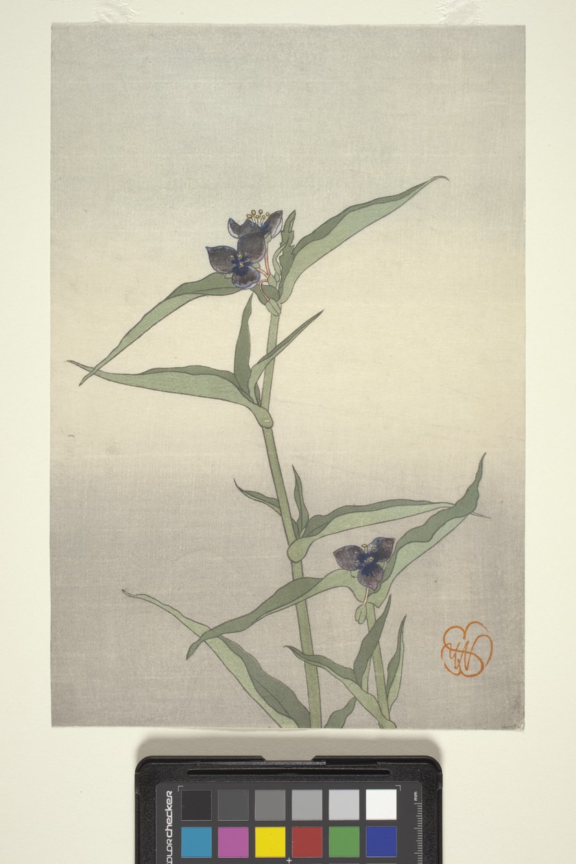 花卉研究，c.1908（彩色木版画） 作者 威廉明娜西格米勒