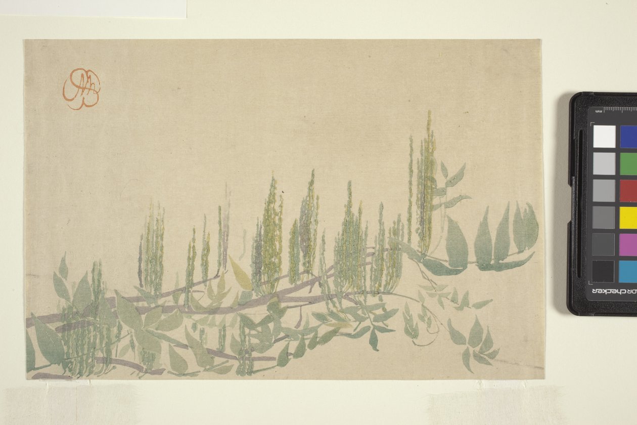 紫藤，c.1908（彩色木版画） 作者 威廉明娜西格米勒