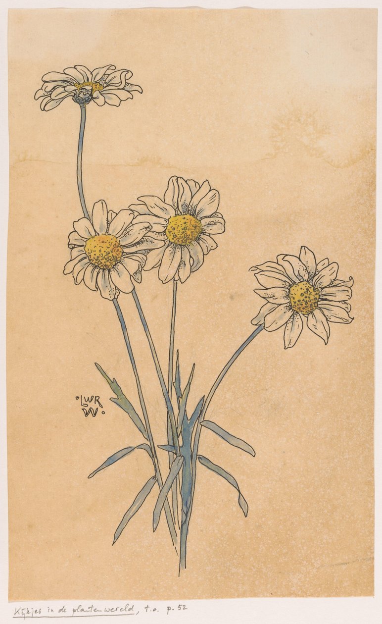 白色雏菊 作者 路德维希·威廉·雷默特·文克巴赫