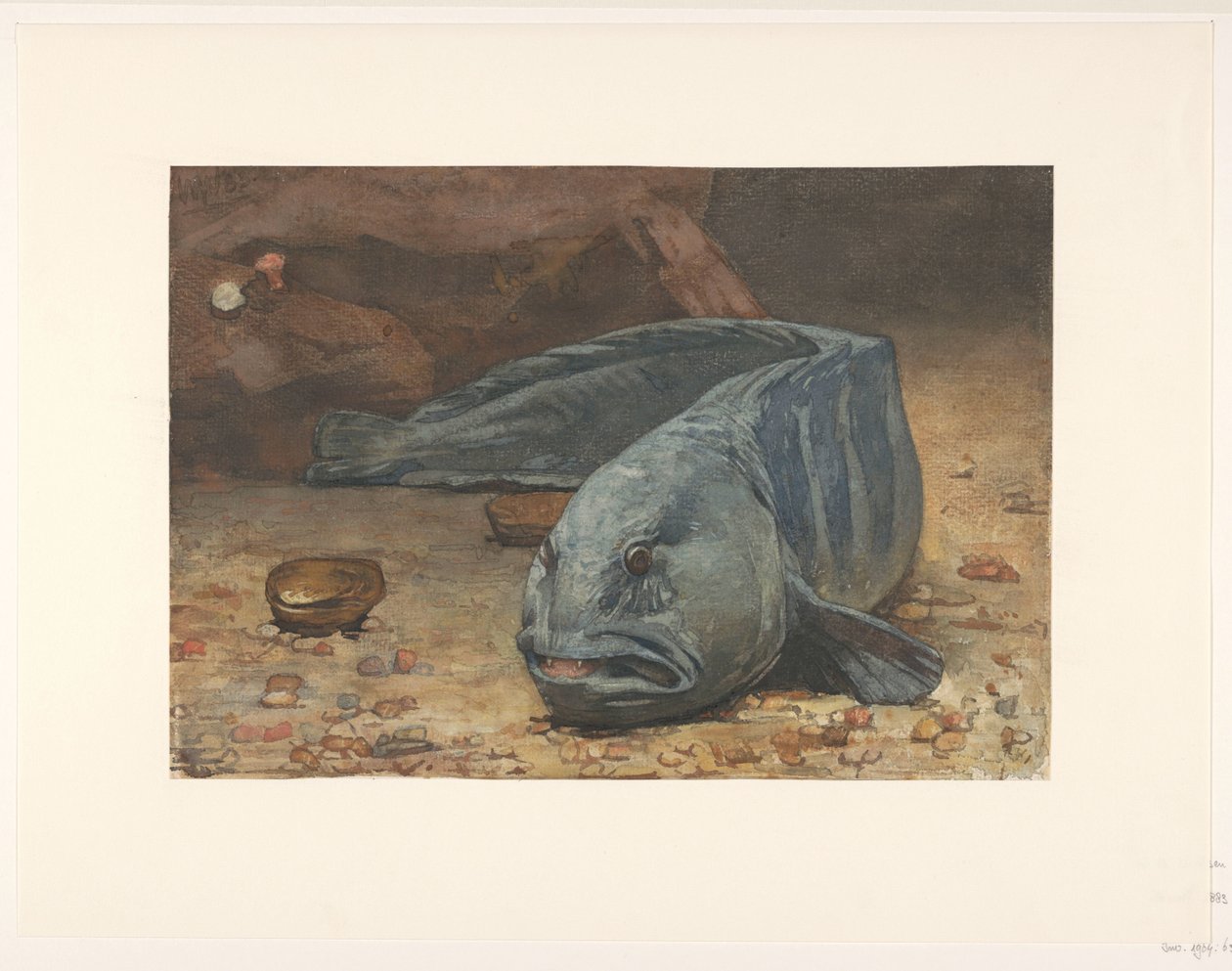 Zeewolf op de bodem van een aquarium 作者 威廉·阿诺杜斯·维特森