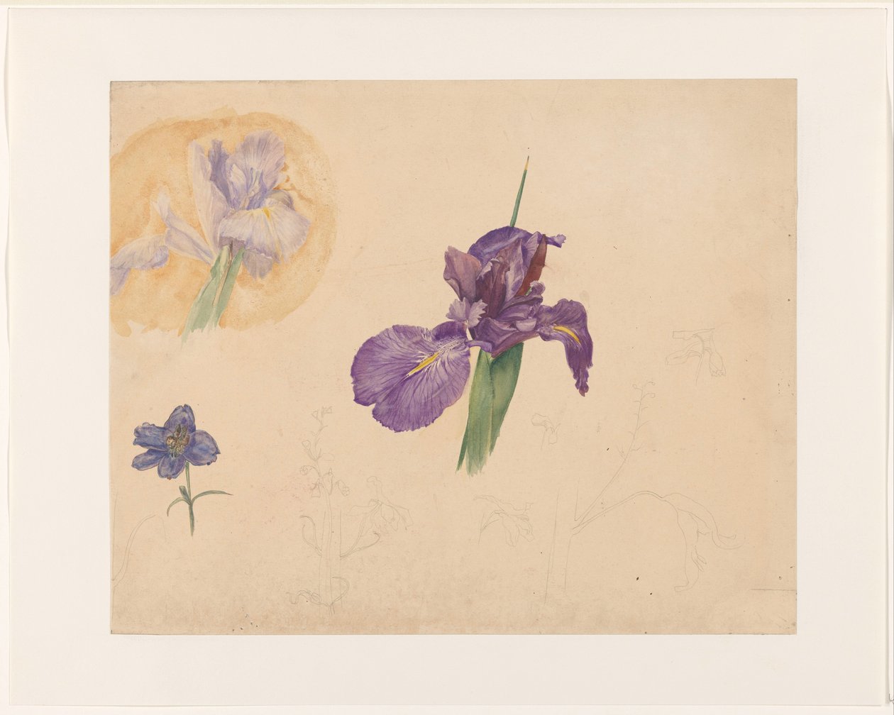 Studies van een iris en ridderspoor 作者 威廉·范·科尼宁堡