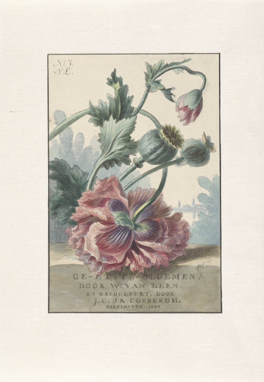 罂粟花
标题印刷品：W. van Leen 和 J.C.  J.A. Coebergh，蚀刻花卉，1804 年 作者 威廉·范·莱恩