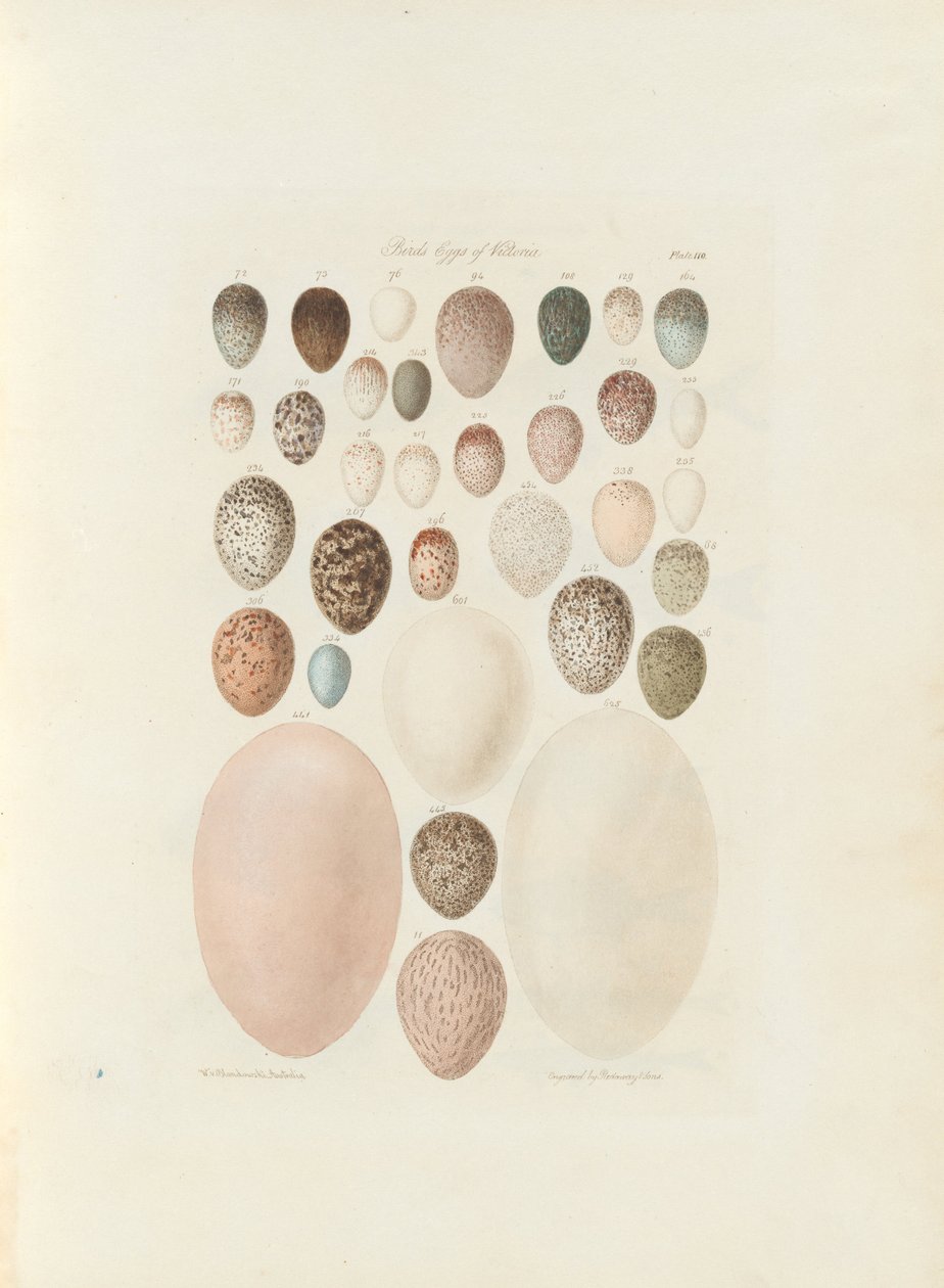 Victoria.the未发表的对开式澳大利亚Terra Cognita由威廉Blandowski的鸟蛋。 1855年至1856年 作者 威廉·布兰多夫斯基
