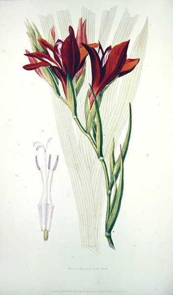 唐菖蒲:(红色）来自于Flora Conspicua，由Smith，Elder＆Co出版，1825年10月 作者 威廉·克拉克
