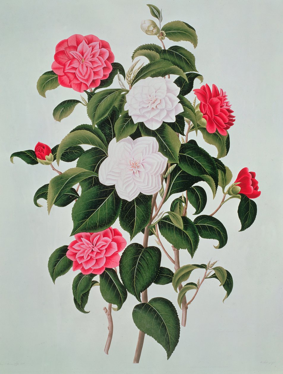 山茶花（Camellia Japonica），来自山茶花属的一本专着，1819年 作者 威廉·柯蒂斯