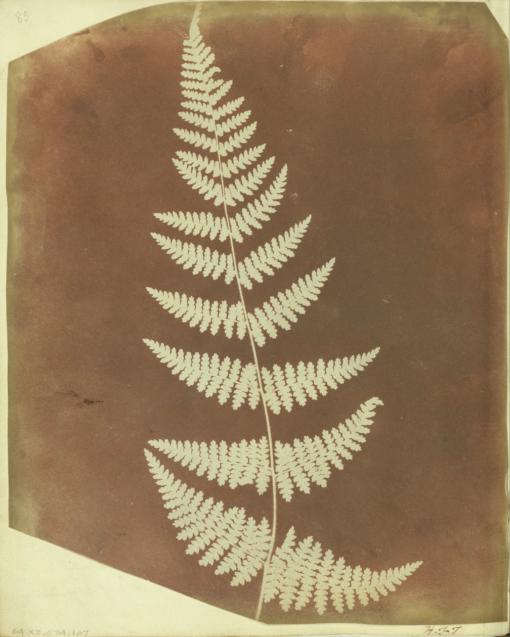 （Buckler Fern） 作者 威廉·亨利·福克斯·塔尔伯特