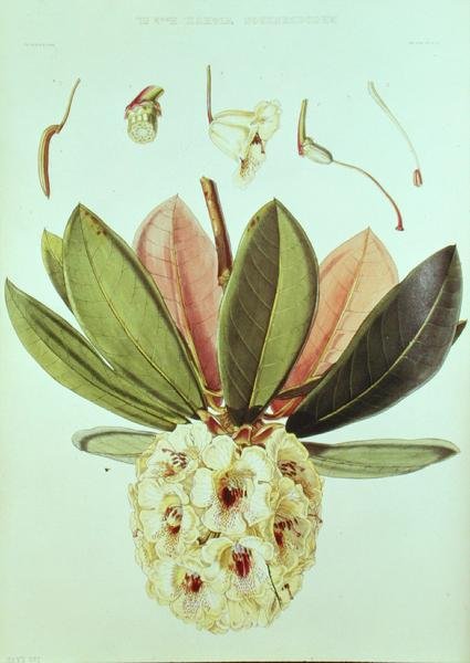 Rhododendron Wightii，来自JD Hooker的锡金喜马拉雅山的杜鹃花 作者 威廉胡克