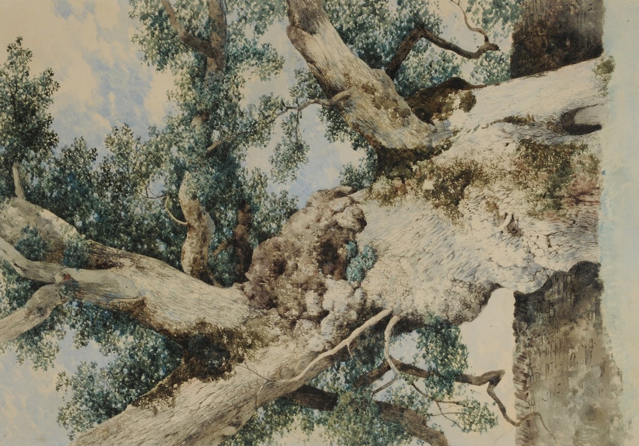 在Rookery的树上学习，c.1854（纸上的wc） 作者 威廉·詹姆斯·布莱克洛克