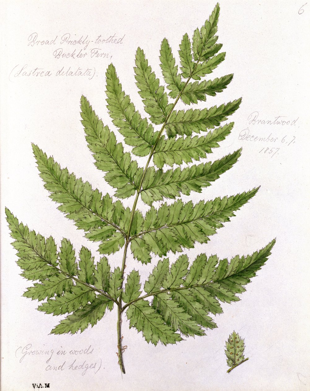 宽阔的带刺的圆形蕨类植物，于1857年12月67日在布兰特伍德绘制 作者 威廉·詹姆斯·林顿