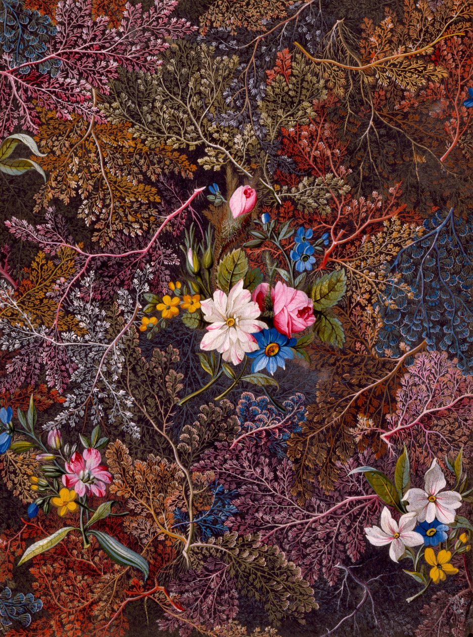 纺织品设计，c.1788-92 作者 威廉·基尔本