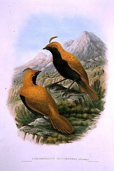 Cnemophilus Macgregorii，镰刀凤头天堂鸟 作者 哈特