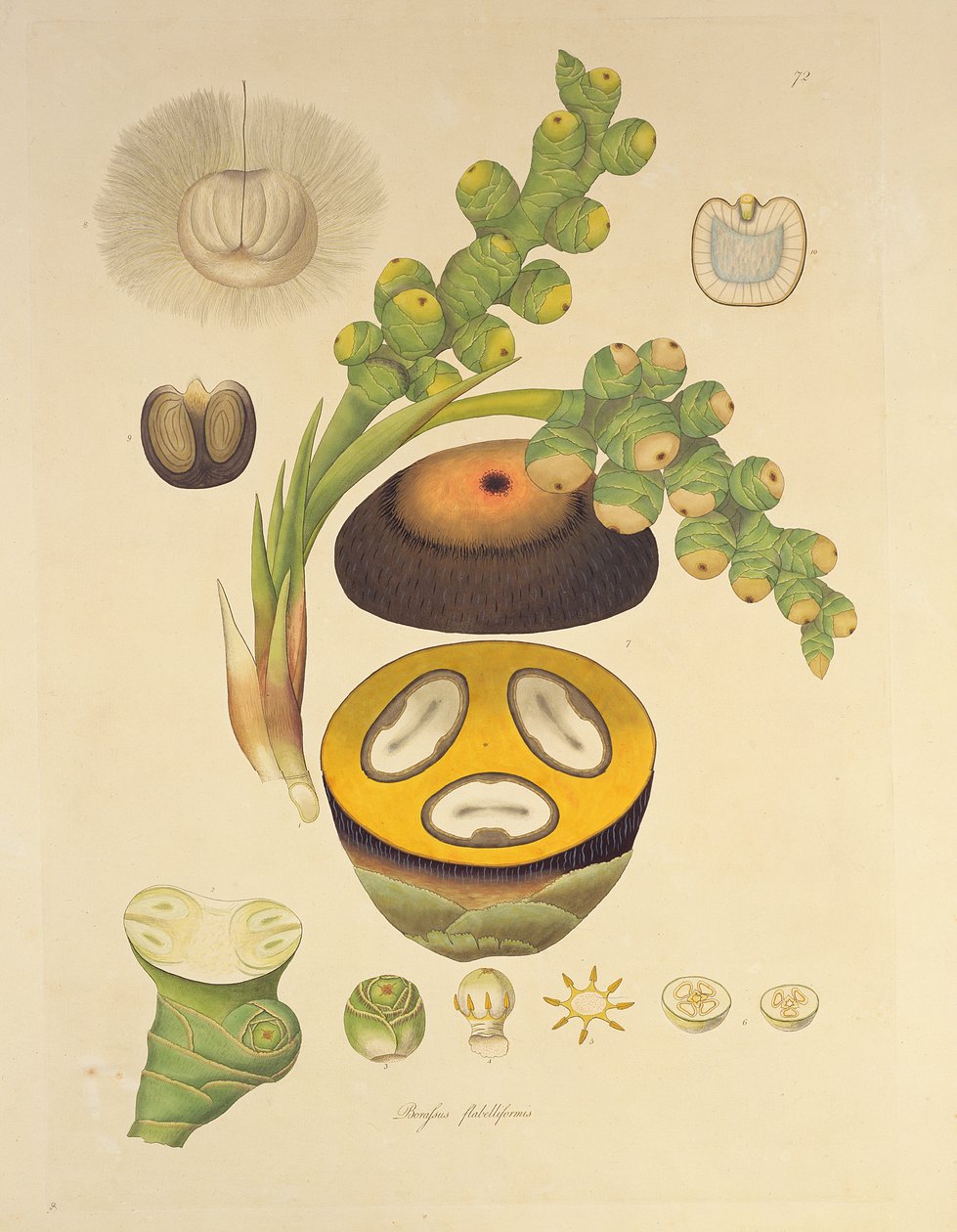 从&39;科罗曼德海岸的植物&39;，1795年的Borassus flabelliformis（Palmaira树）例证 作者 威廉·罗克斯堡
