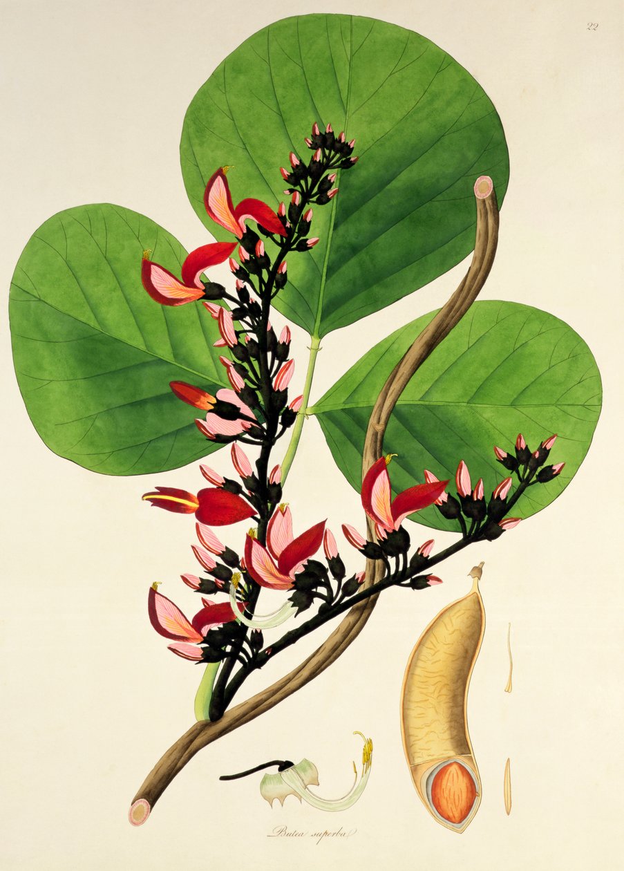 Butea Superba，插图来自&39;科罗曼德海岸的植物&39;，1795年 作者 威廉·罗克斯堡