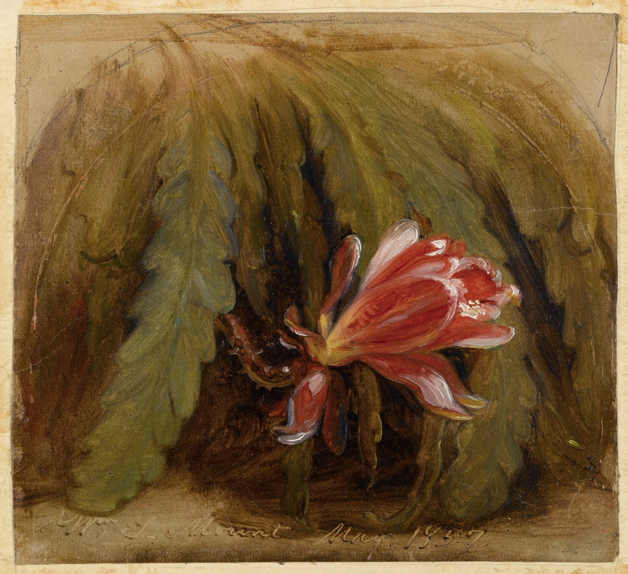 仙人掌在开花，1857年 作者 威廉·西德尼山
