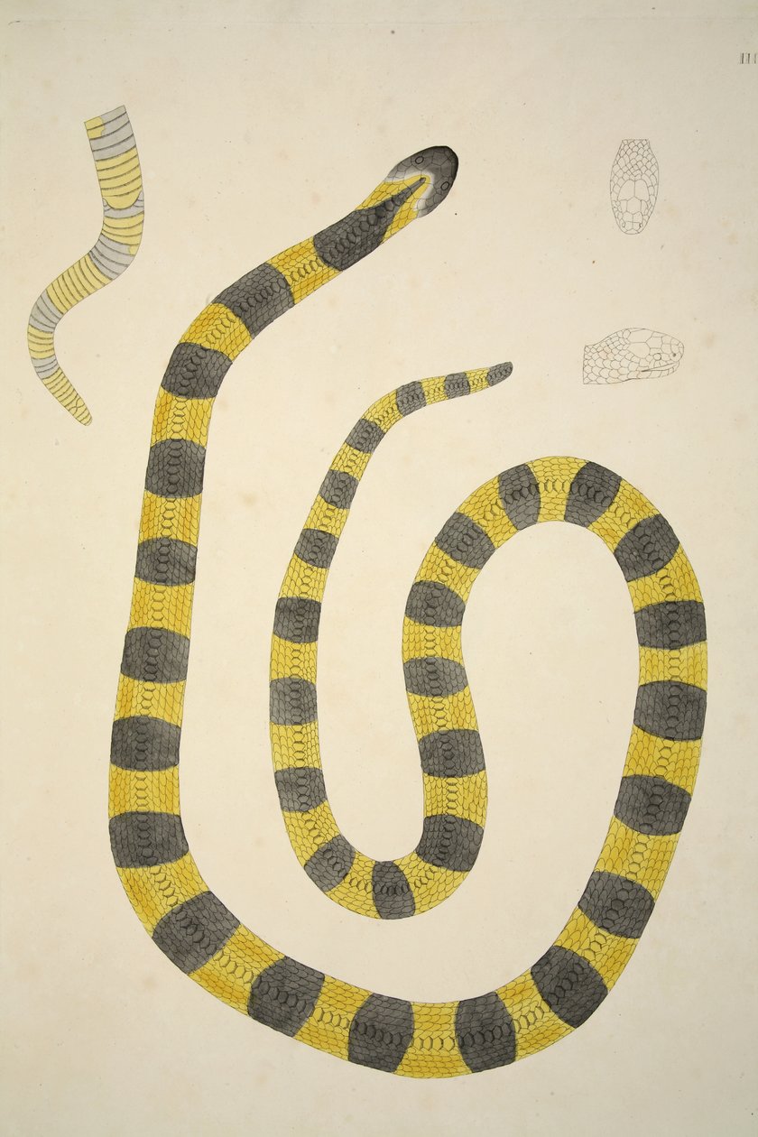 Bungarum Pamah，来自科罗曼德海岸收集的印度蛇帐户，酒吧。 1796年（手工彩色雕刻） 作者 威廉·斯克尔顿