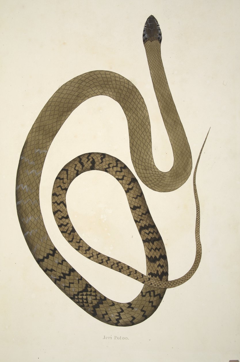 Jeri Potoo，来自科罗曼德海岸收集的印度蛇帐户，酒吧。 1796年（手工彩色雕刻） 作者 威廉·斯克尔顿
