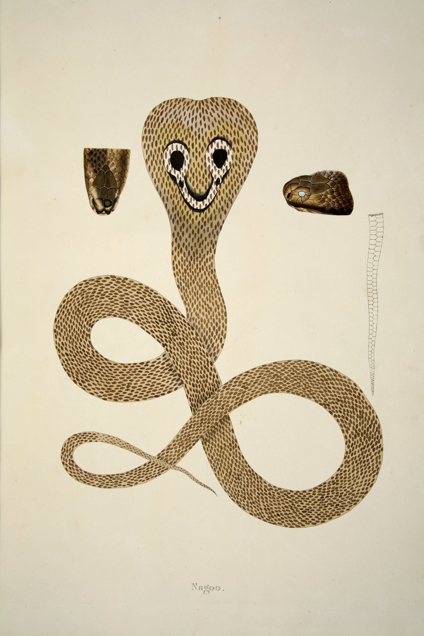 Nagoo，来自科罗曼德海岸收集的印度蛇的帐户，酒吧。 1796年（手工彩色雕刻） 作者 威廉·斯克尔顿