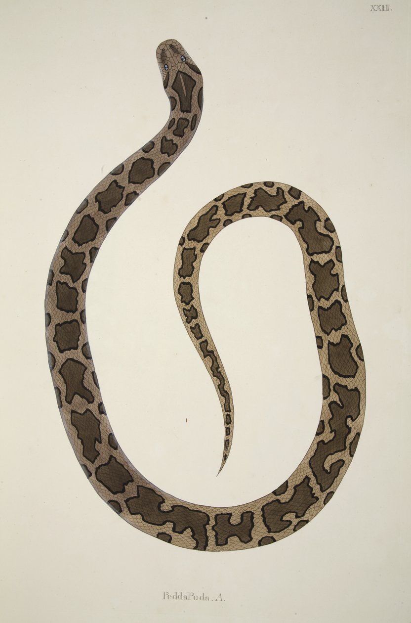 Pedda Poda。 A.，来自科罗曼德海岸收集的印度蛇的帐户，酒吧。 1796年（手工彩色雕刻） 作者 威廉·斯克尔顿