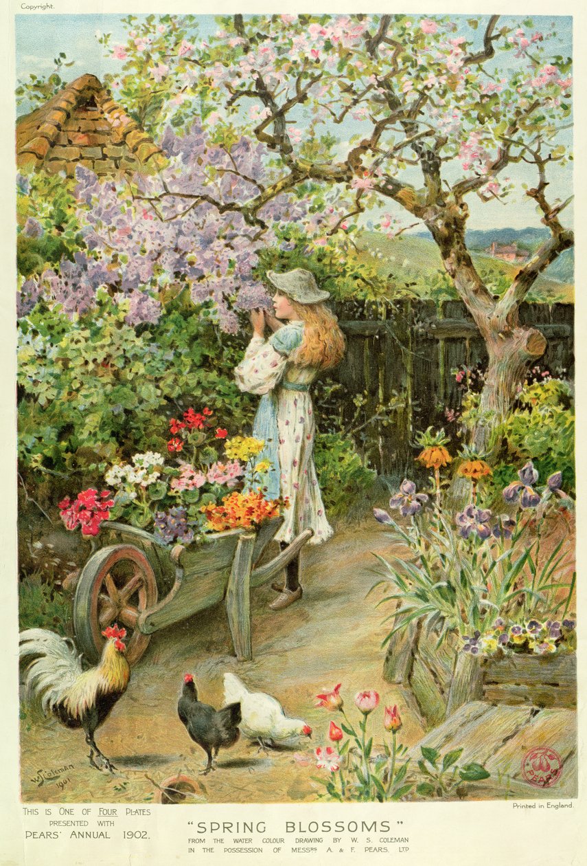 春天的花朵，来自Pears Annual，1902年 作者 威廉·斯蒂芬·科尔曼