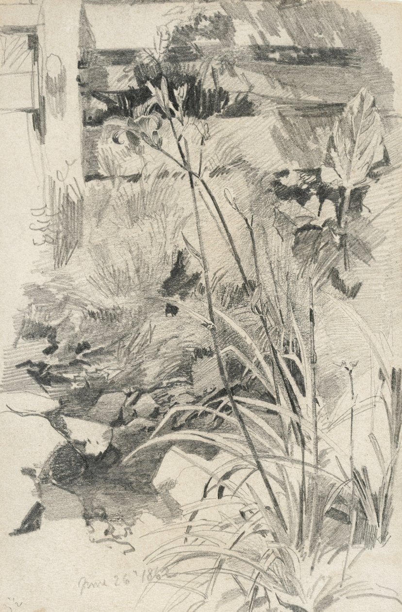 木栅栏的一日百合，1862年（褐色编织纸上的石墨） 作者 威廉·特罗斯特·理查兹