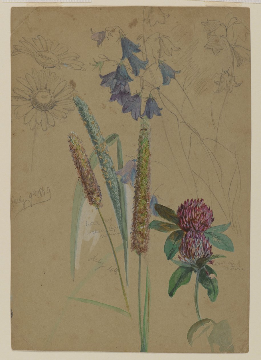花卉研究，1860年（石墨和纸上卫生） 作者 威廉·特罗斯特·理查兹