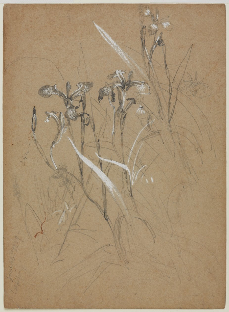 植物研究，1859年6月30日（石墨和中国白在棕褐色纸上） 作者 威廉·特罗斯特·理查兹