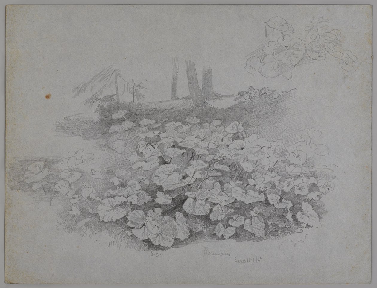 植物研究，1867年9月11日（蓝纸上的石墨） 作者 威廉·特罗斯特·理查兹