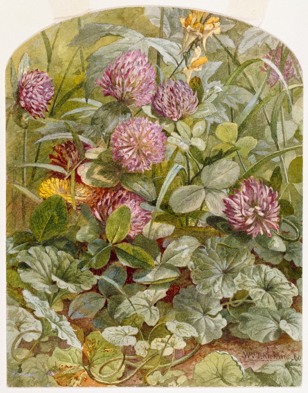 红色三叶草配黄油和鸡蛋和地面常春藤，1860年（铅笔和纸上的wc） 作者 威廉·特罗斯特·理查兹