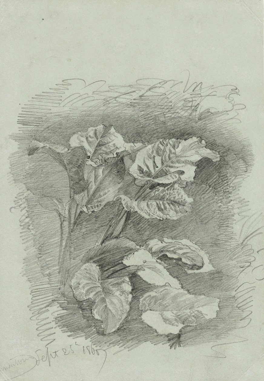 研究植物，1867年（绿色编织纸上的石墨） 作者 威廉·特罗斯特·理查兹