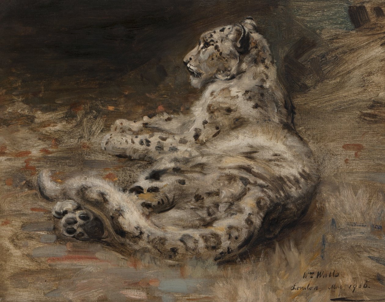 豹子，1906年 作者 威廉·沃尔斯