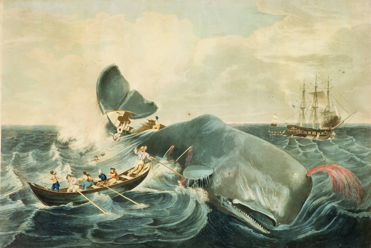 捕捉抹香鲸》，J. Hill 版画，1835 年出版（彩色水印版画） 作者 威廉（后）佩奇