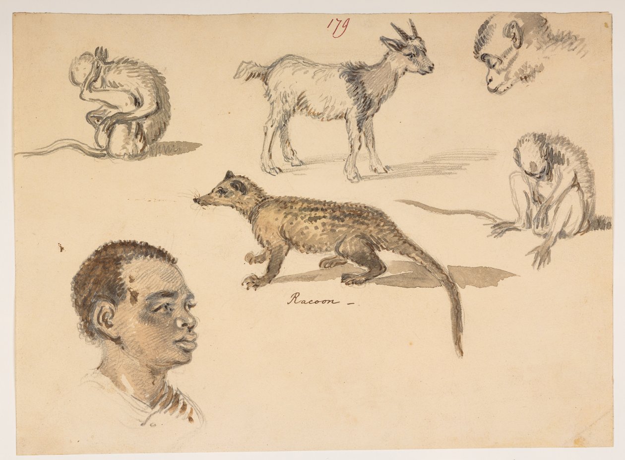 f.65 179 人头、浣熊、山羊和猴子，选自马戛尔尼勋爵于 1792 年至 1794 年间出使中国期间绘制的 372 幅风景、海岸线、服饰和日常生活画册（纸面铅笔和水彩画） 作者 威廉·亚历山大