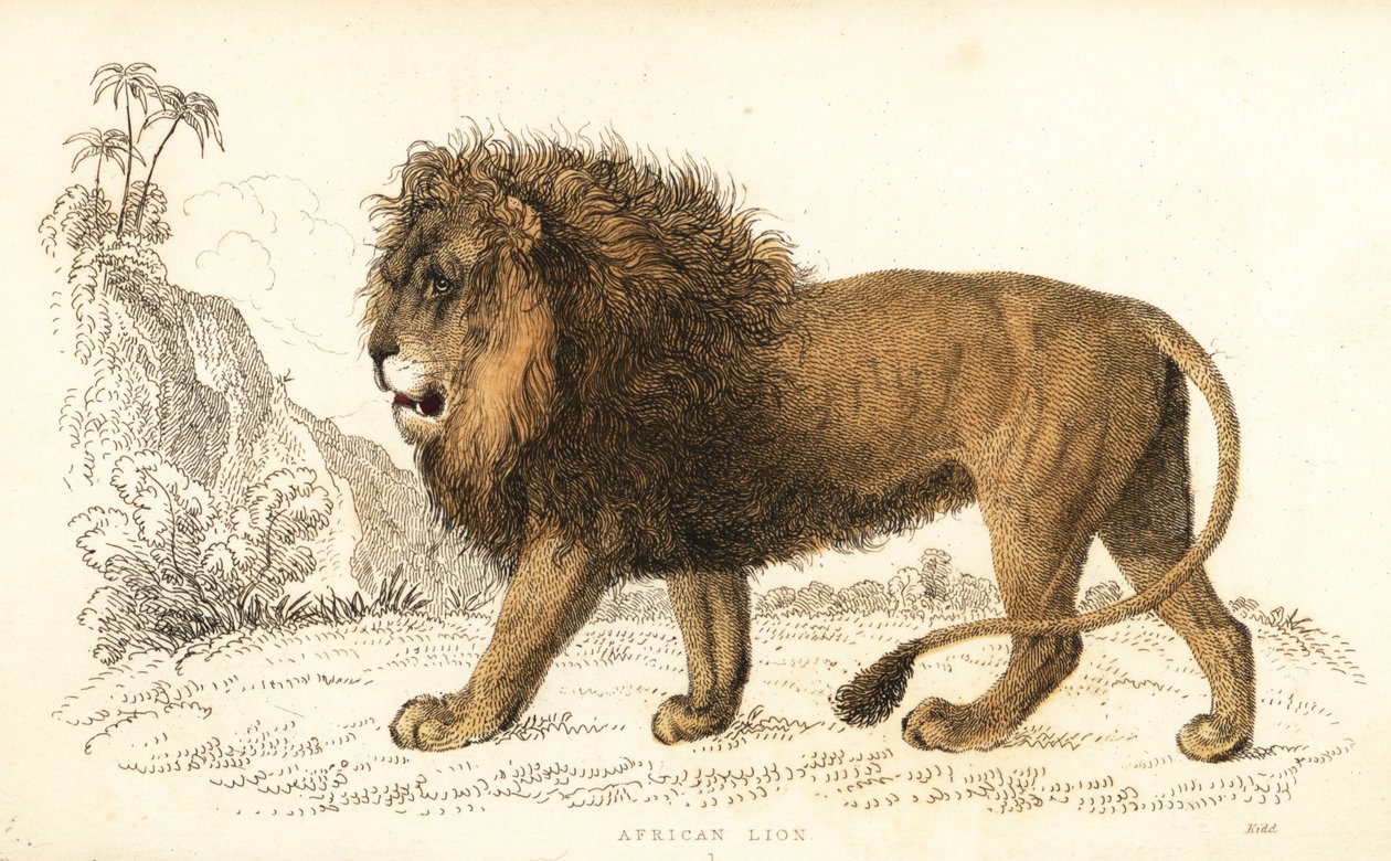 非洲狮，Panthera leo。 易受伤害的。 ,1834（雕刻） 作者 威廉·亚历山大·福布斯