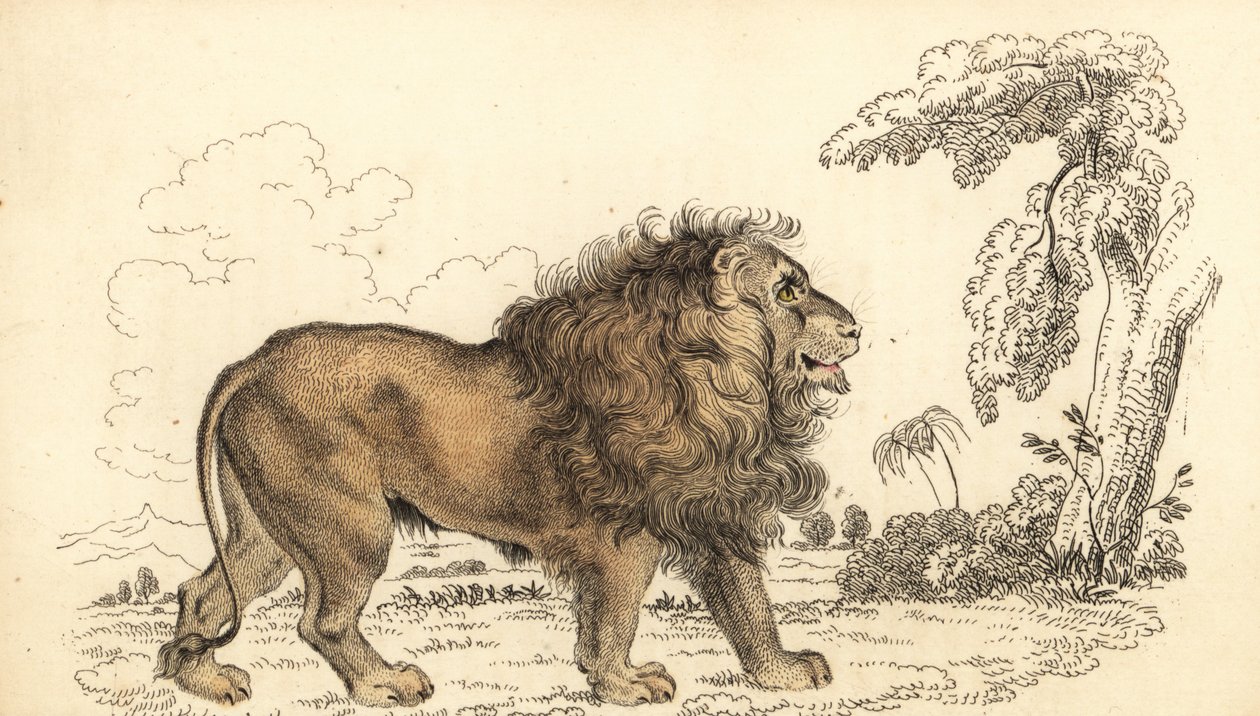亚洲狮，濒临灭绝，Panthera leo leo。 ,1834（雕刻） 作者 威廉·亚历山大·福布斯