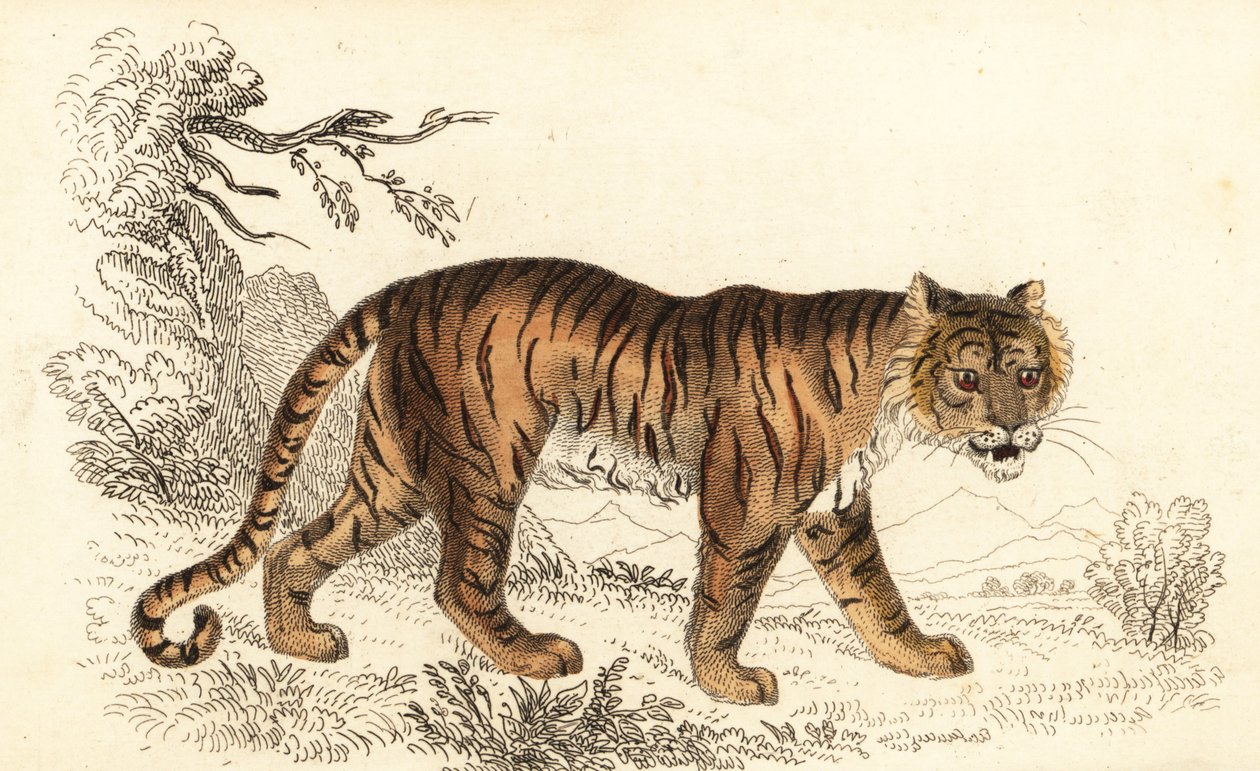 孟加拉虎，Panthera tigris tigris.，1834 年（雕刻） 作者 威廉·亚历山大·福布斯