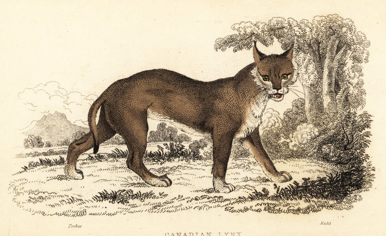加拿大猞猁，Lynx canadensis.，1834 年（雕刻） 作者 威廉·亚历山大·福布斯