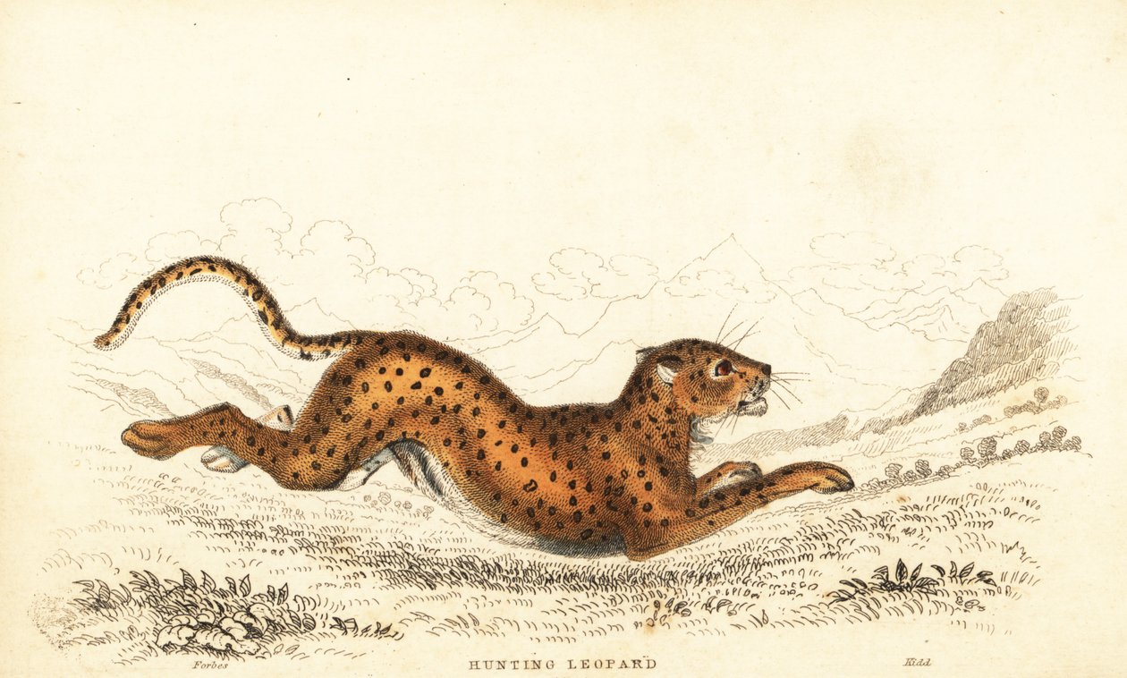 猎豹，Achinonyx jubatus，1834 年（雕刻） 作者 威廉·亚历山大·福布斯