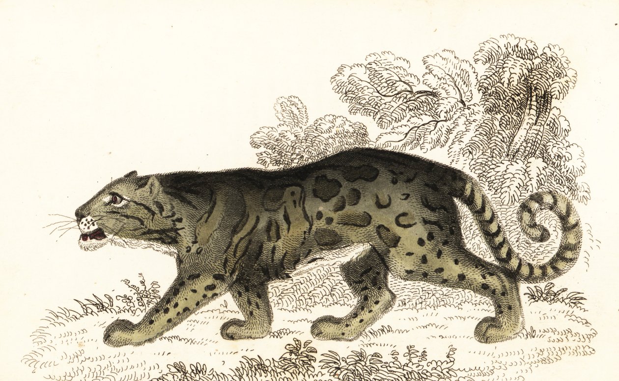 云豹，Neofelis nebulosa，1834 年（雕刻） 作者 威廉·亚历山大·福布斯