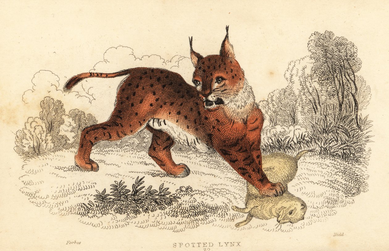 欧亚猞猁，Lynx lynx.，1834 年（雕刻） 作者 威廉·亚历山大·福布斯