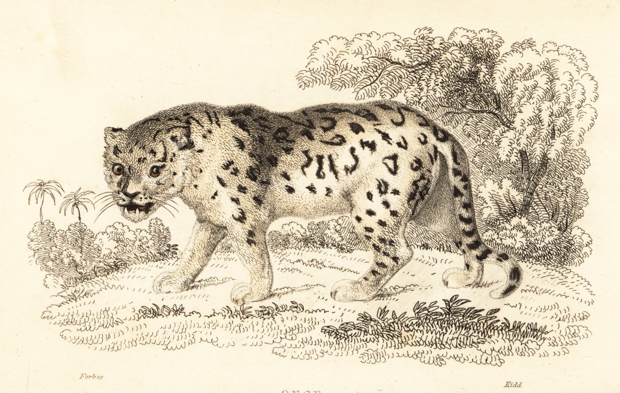 捷豹，Panthera onca.，1834 年（雕刻） 作者 威廉·亚历山大·福布斯