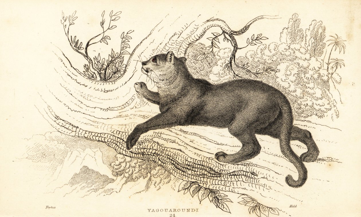 美洲豹，美洲狮，1834 年（雕刻） 作者 威廉·亚历山大·福布斯